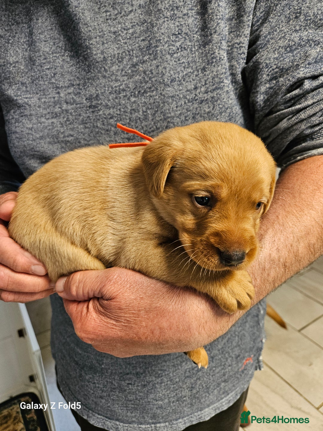 Labrador Retriever dogs for sale: KC REG Stunning Litter Fully Health Tested Parents - Image 17