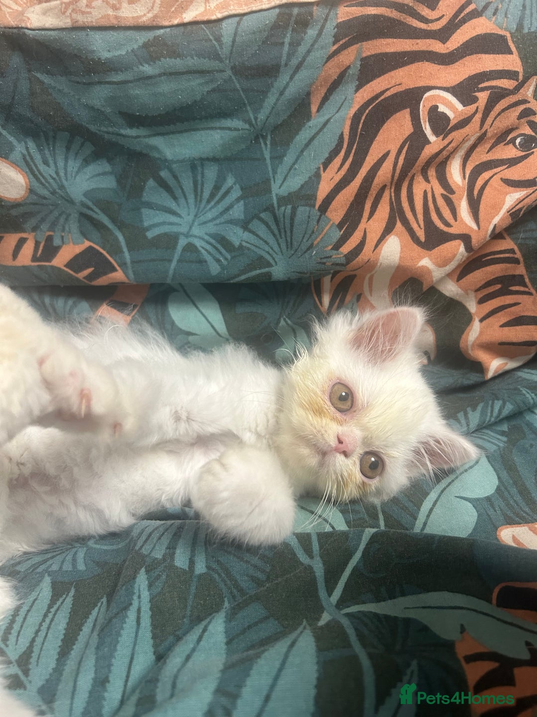 Persian cats for sale: Beautiful Persian kittens - Advert 2