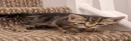 Mixed Breed cats for sale: Beautiful Kittens Ready for Their Forever Homes in Stirling - Advert 4