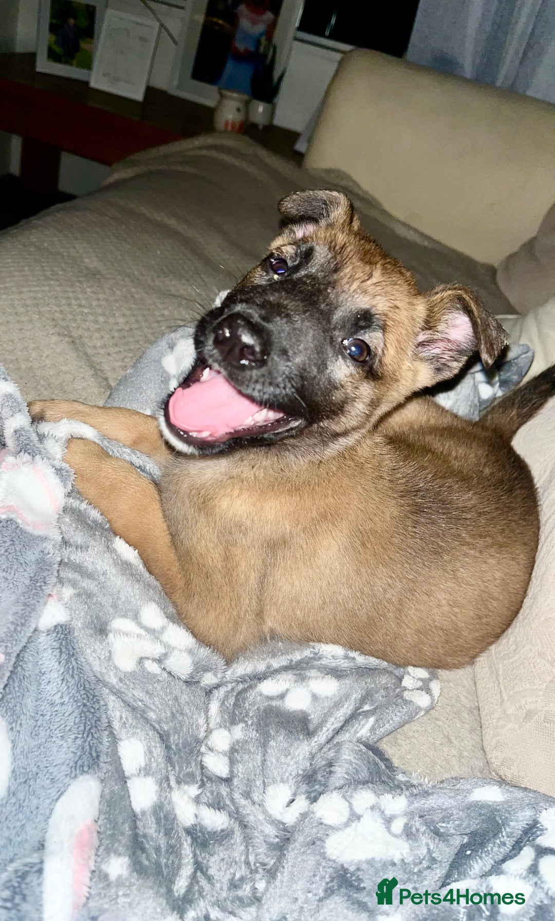 Belgian Shepherd Dog dogs for sale: LOLA - 15wk Belgian Malinois - Advert 2