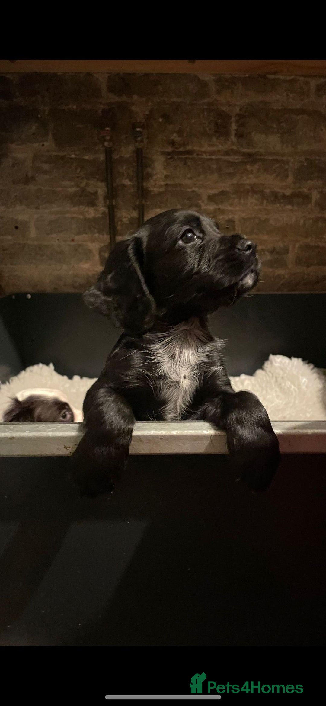 Cocker Spaniel dogs for sale: 2 Working Cocker Spaniel Dog pups - Advert 4