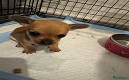Chihuahua dogs for sale: Chihuahua pups - Image 13