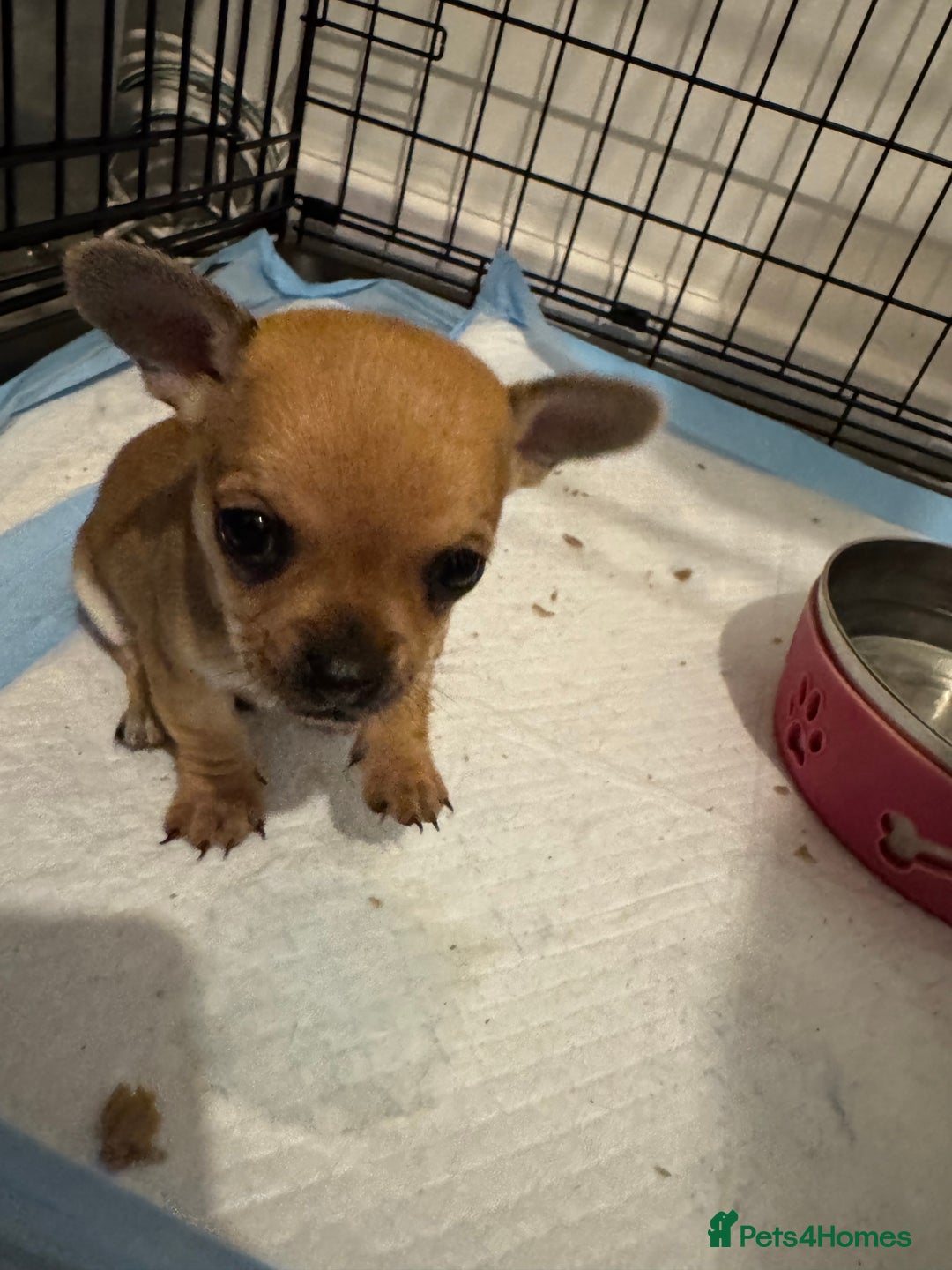 Chihuahua dogs for sale: Chihuahua pups - Image 13