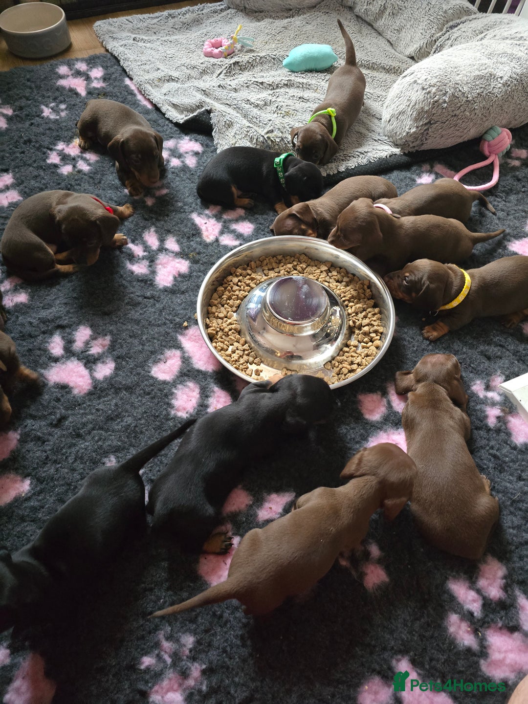 Miniature Dachshund dogs for sale: Miniature Dachshund Smooth - Image 2