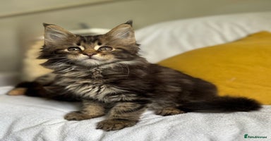 Maine Coon cats - Advert 16