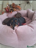 Dachshund dogs - Advert 2