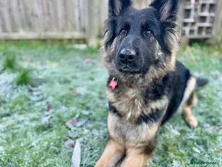 German Shepherd dogs Beautiful German Shepherd - Advert 1