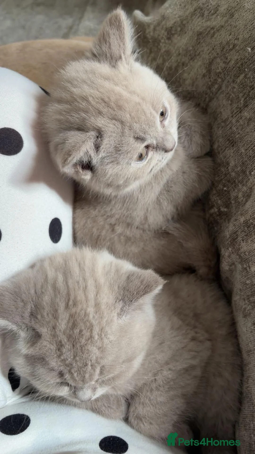 British Shorthair cats for sale: X2 British short haired  - Advert 10
