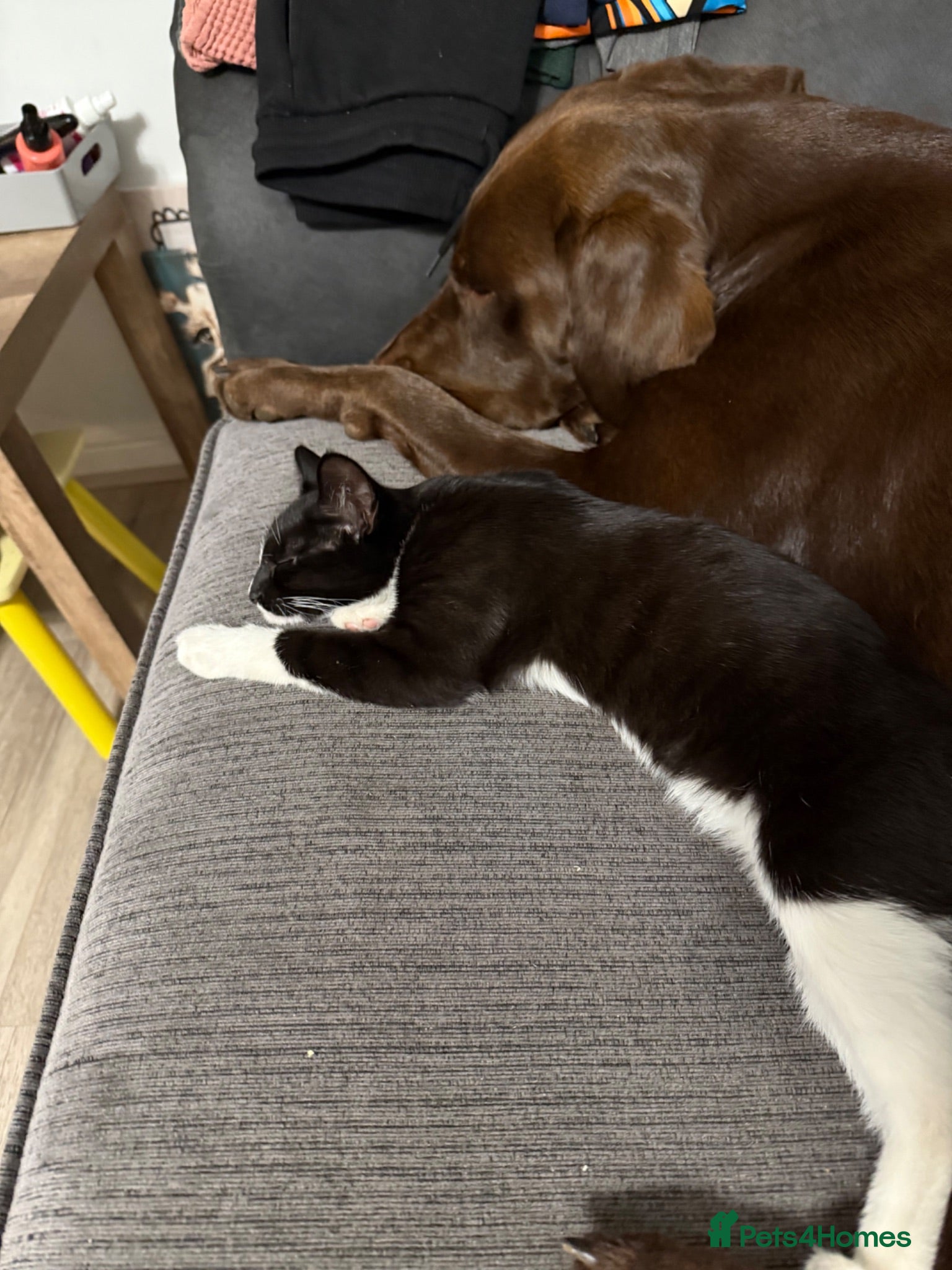 Mixed Breed cats 8 week old kittens - Advert 1