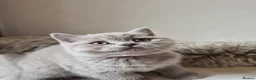 British Shorthair cats for sale: Lovely GCCF British Shorthair Kittens  - Advert 28