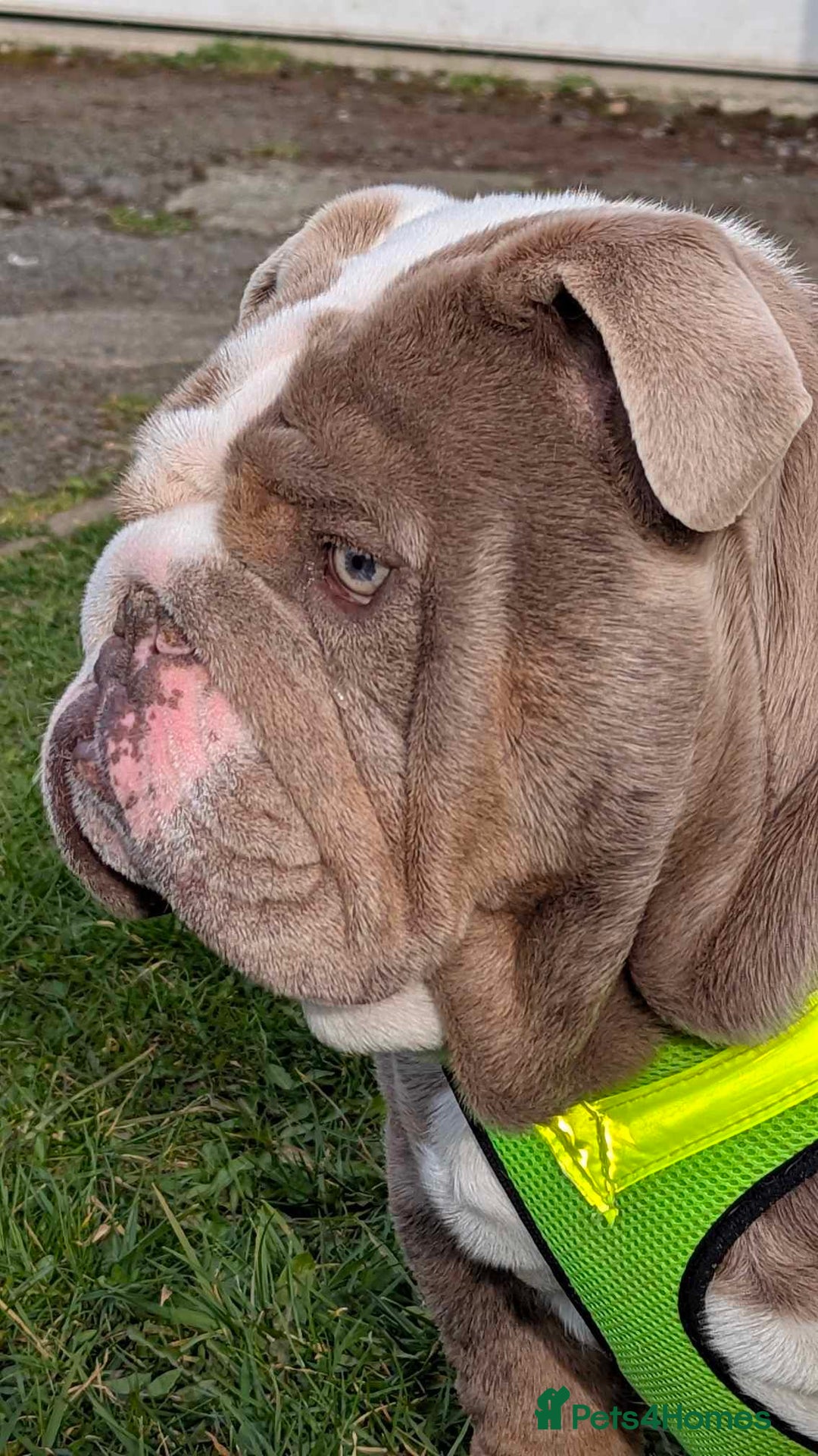 English Bulldog dogs for sale: English Bulldog  - Image 2
