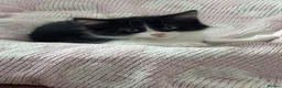 Mixed Breed cats for sale: * 7 BEAUTIFUL KITTENS * 4 FEMALE AND 3 MALE * - Advert 37