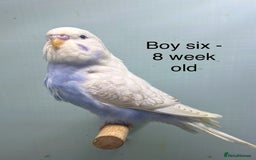 Budgerigars birds for sale: Stunning 8 week old baby budgies  - Advert 6