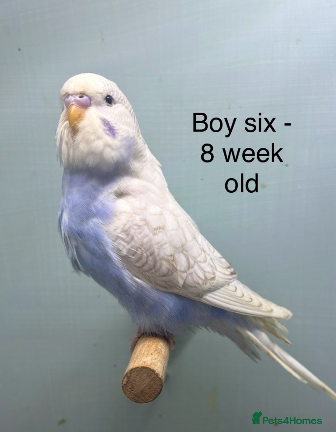 Budgerigars birds for sale: Stunning 8 week old baby budgies  - Advert 6