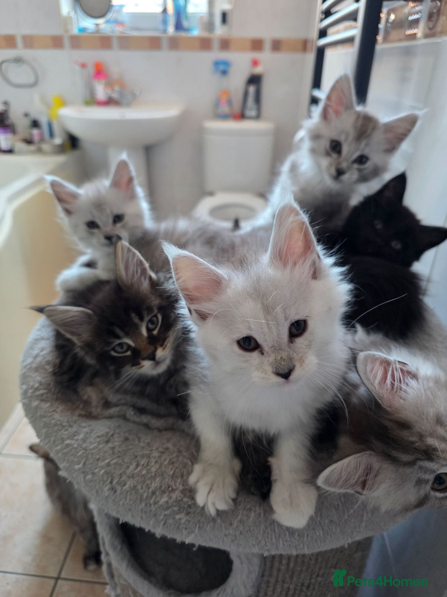 Maine Coon cats Pedigree TICA Registered Maine Coon Kittens - Advert 2