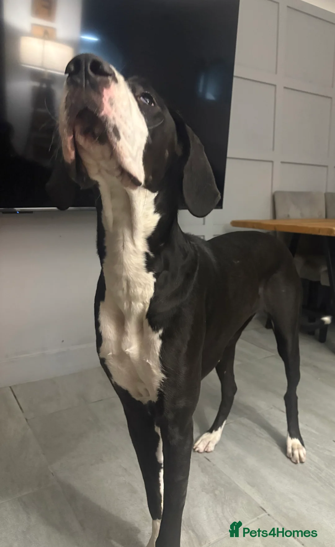 Great Dane dogs for sale: 🏡 Beautiful 13-Month-Old Mantle Great Dane 🤍🖤 - Advert 6