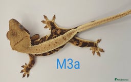 Gecko reptiles for sale: Juvenile Crested Geckos - Image 33