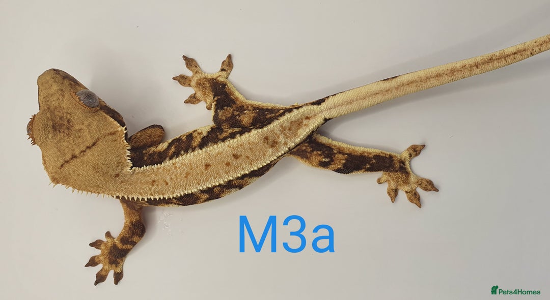 Gecko reptiles for sale: Juvenile Crested Geckos - Image 33