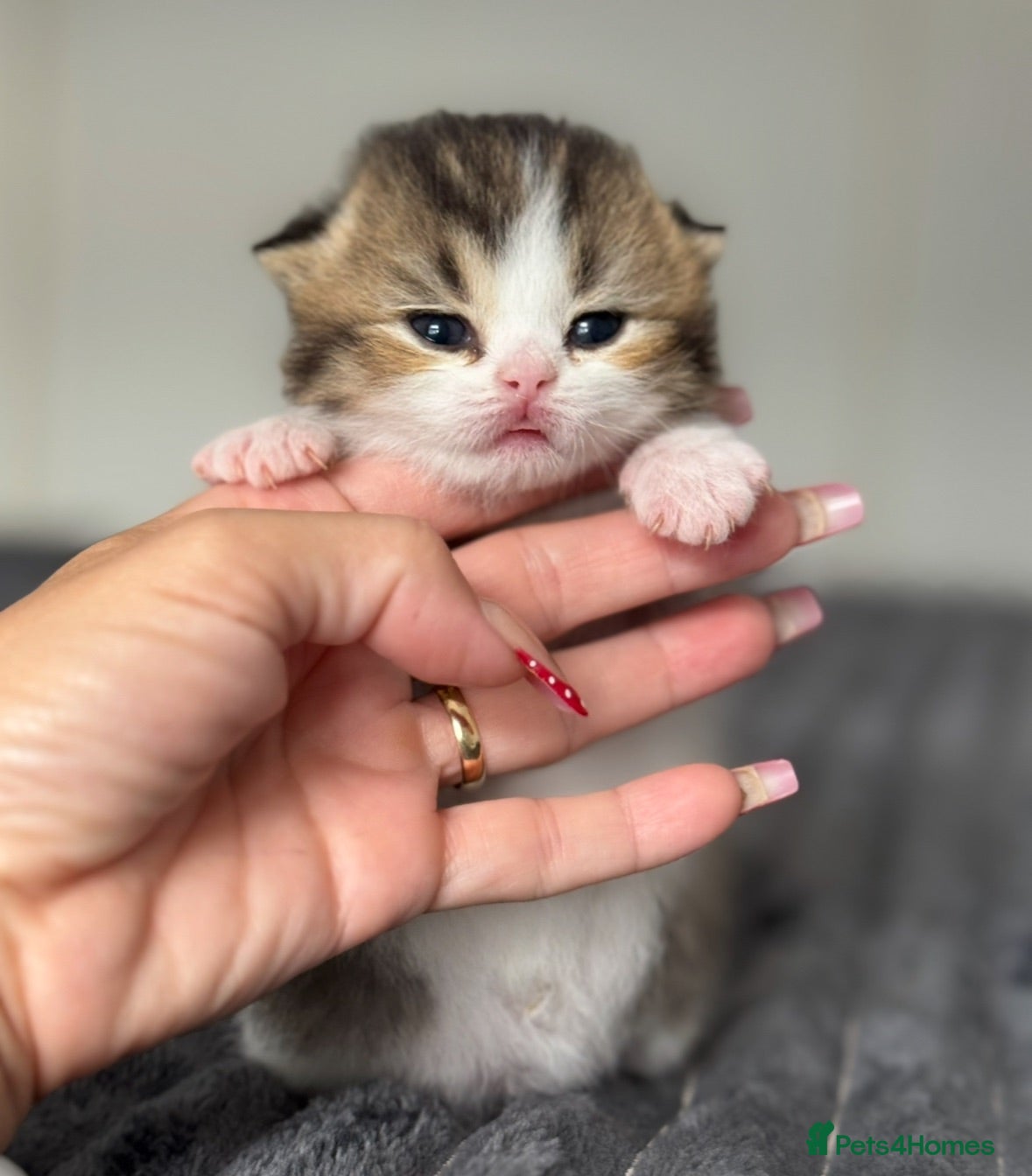 British Shorthair cats Black ticked tabby white TICA reg - Advert 5