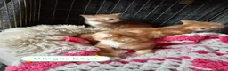 Mixed Breed cats for sale: Ginger kittens 3 girls 3 boys - Advert 5