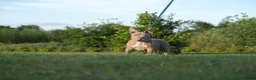 American Bully dogs for sale: Lushion x LaGerza Pocket Bully Puppies  - Advert 3