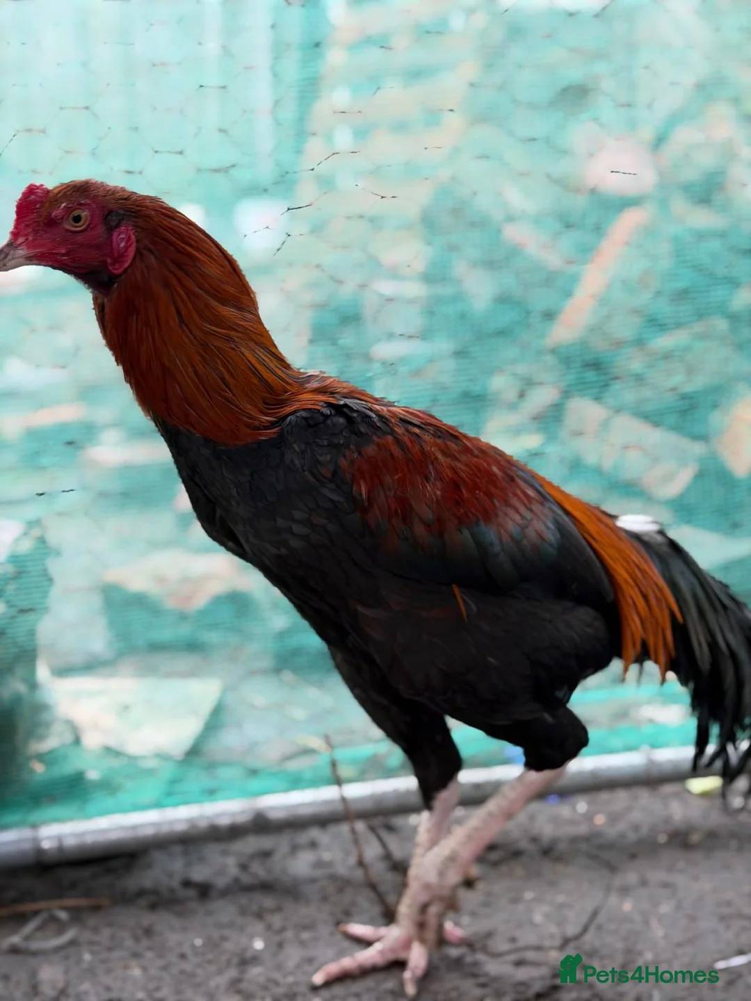 Cockatiels birds for sale: Pakistani aseel  - Advert 2