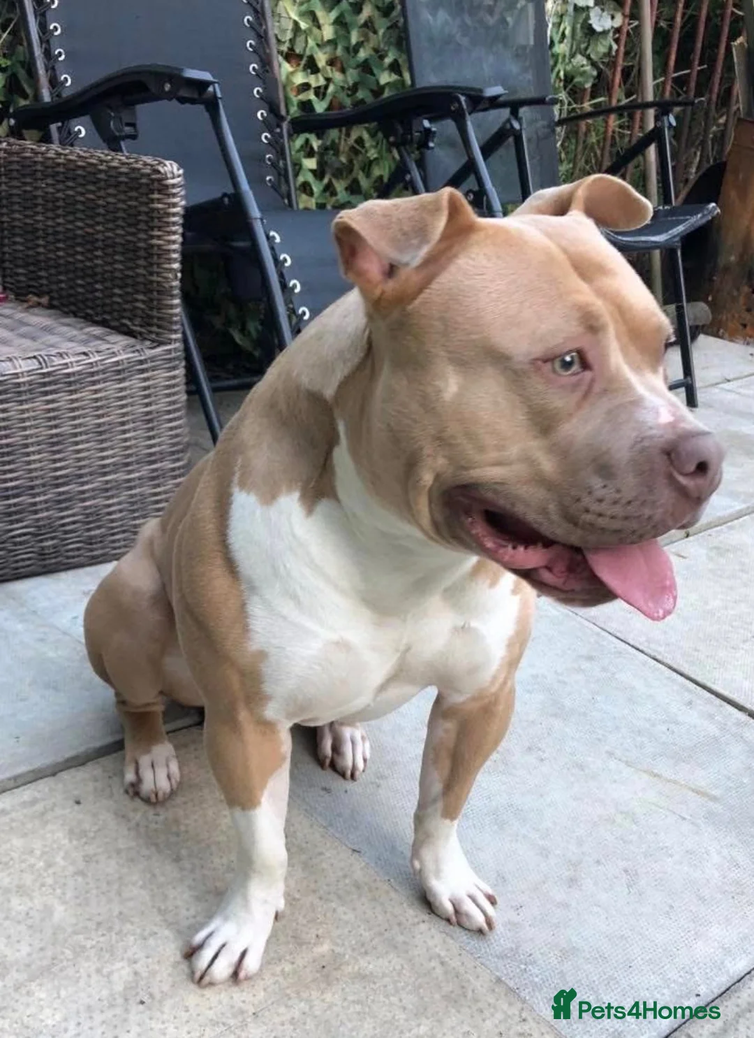 American Bully dogs for stud: Stud  - Advert 2