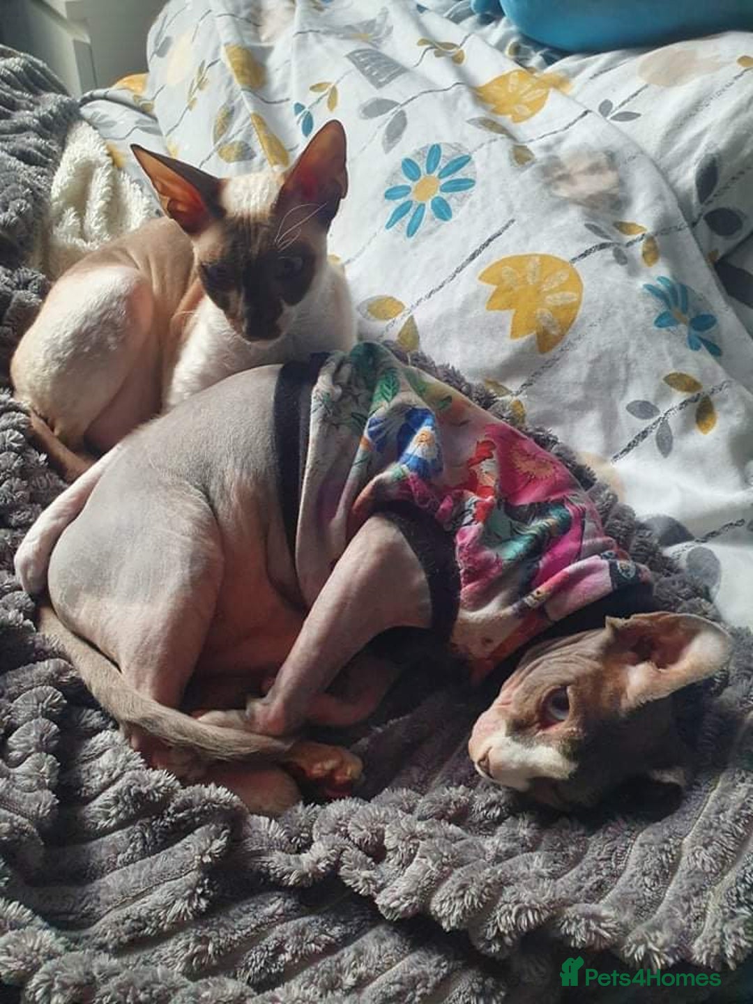Cornish Rex cats for sale: Kira and Sushi - Image 12