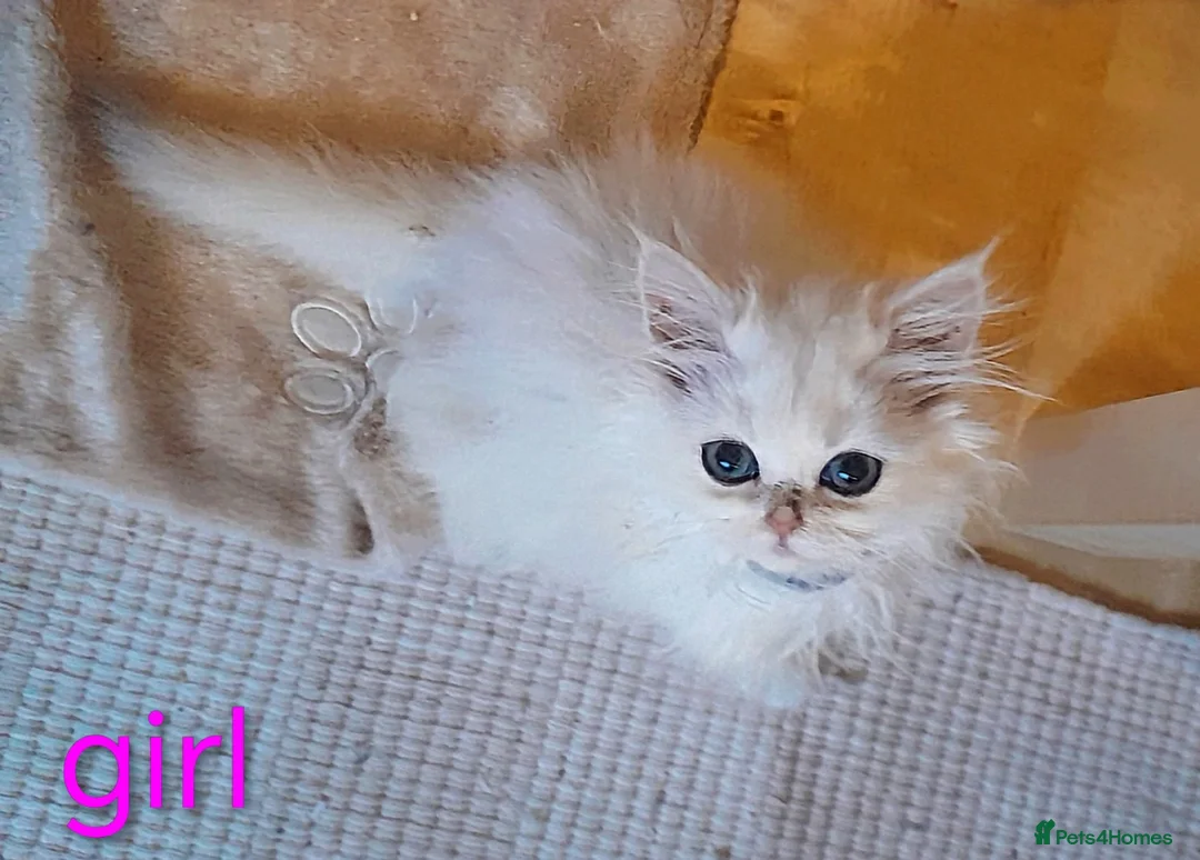 Persian cats for sale: ♦🍒White tipped Persian kittens ready now - Advert 6