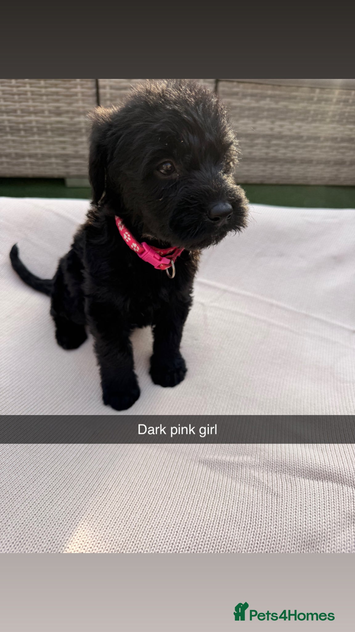 Mixed Breed dogs for sale: Whoodle puppies  - Advert 4