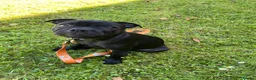 Staffordshire Bull Terrier dogs for sale: KC Registered Staffordshire Bull Terrier Pup - Advert 1
