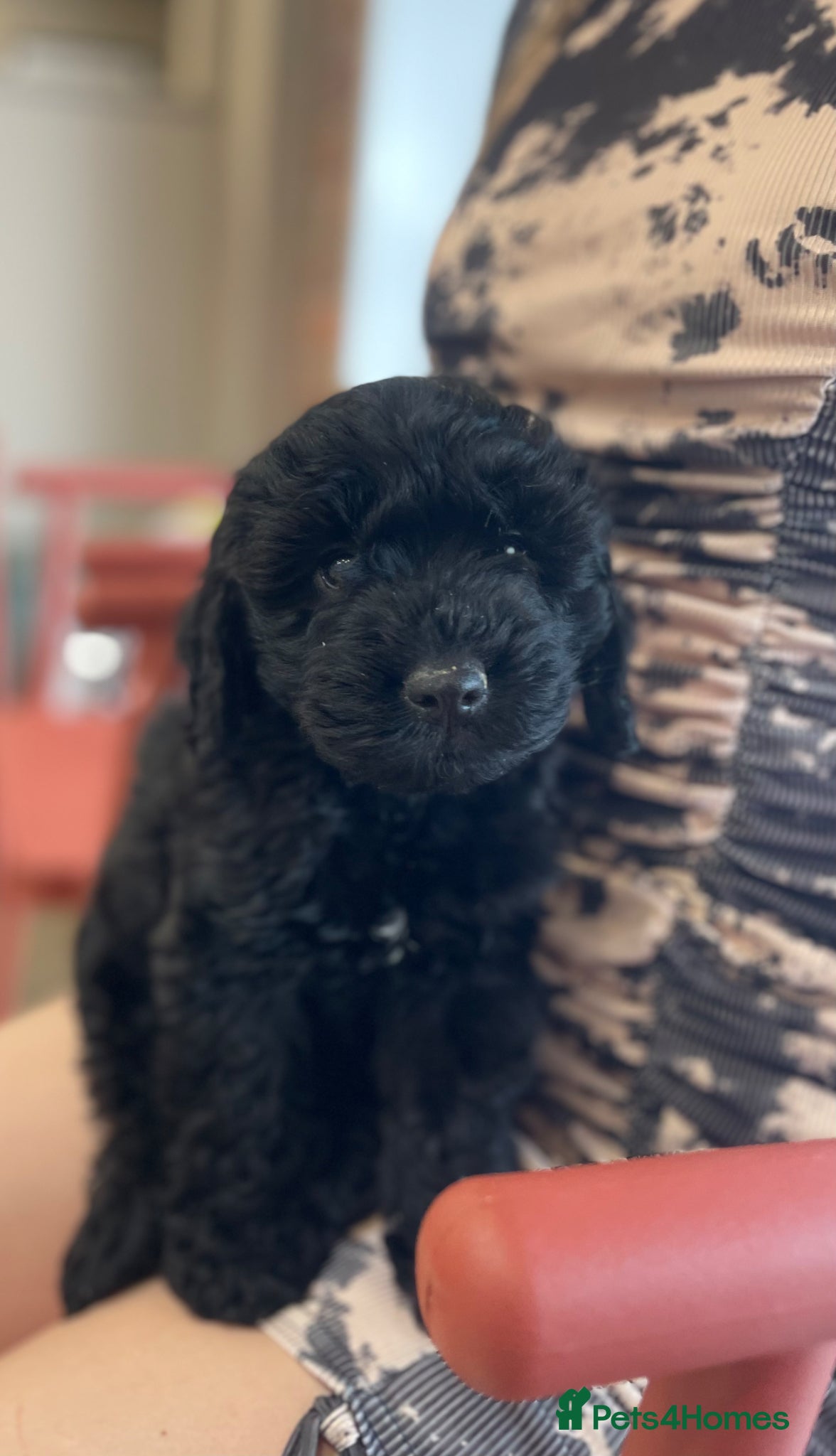 Cockapoo dogs Licenced breeder Beautiful ready now 😍😍 - Advert 1
