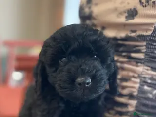 Cockapoo dogs for sale: Licenced breeder Beautiful ready now 😍😍 - Advert 2