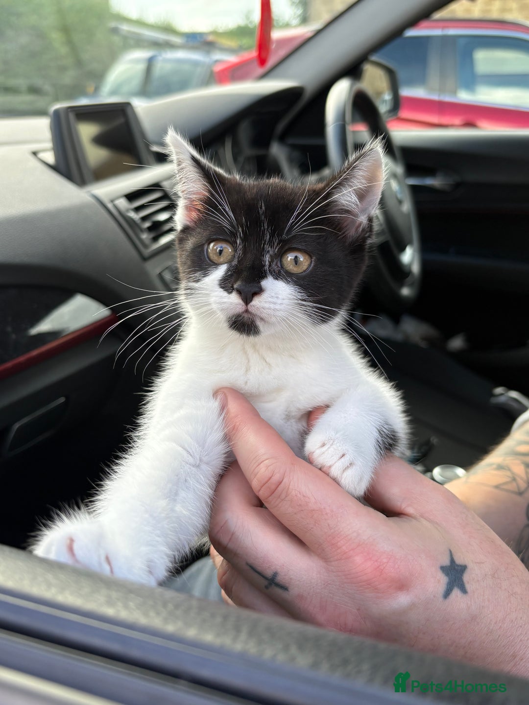 Bengal cats for sale: 3 kittens for sale  - Image 1