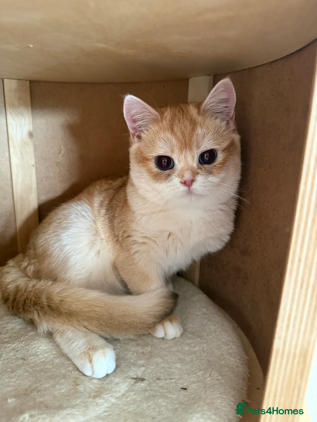 British Shorthair cats for sale: GCCF reg BSH & BLH Chocolate Gold last male female - Advert 4