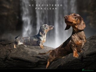 Miniature Dachshund dogs in Hinckley - Advert 27