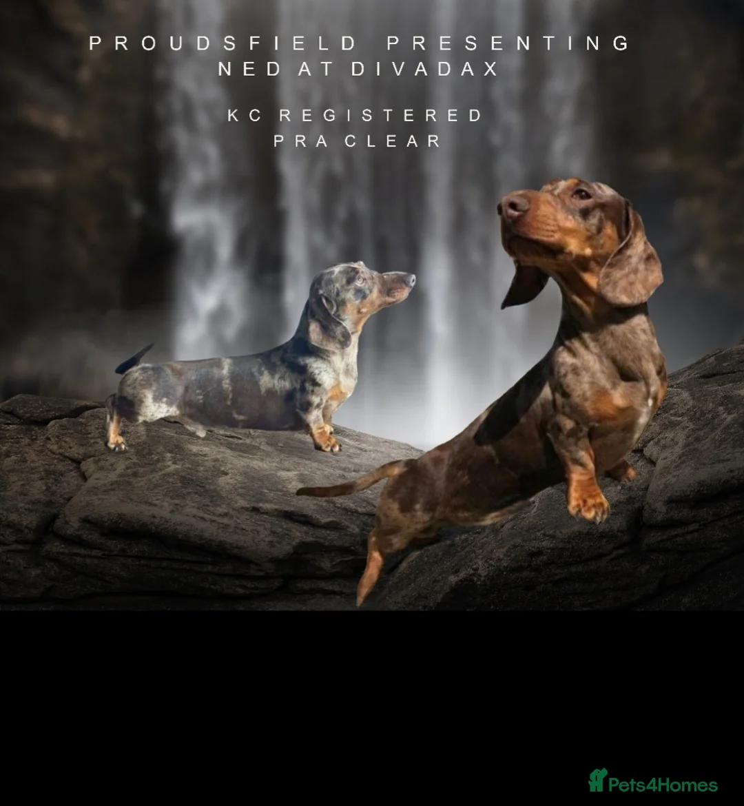 Miniature Dachshund dogs for stud: Exquisite KC Reg stud boy - Advert 1