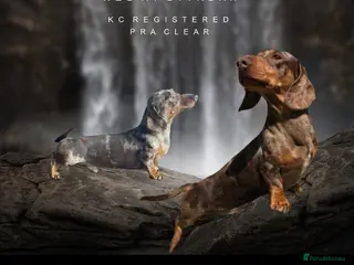 Miniature Dachshund dogs Exquisite KC Reg stud boy - Advert 20