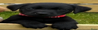 Labrador Retriever Puppy 2