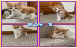 Mixed Breed cats for sale: 5 cute kittens for sale  - Image 7
