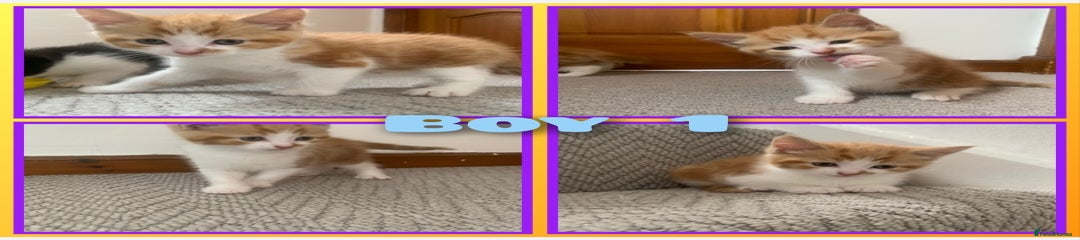 Mixed Breed Kitten 1