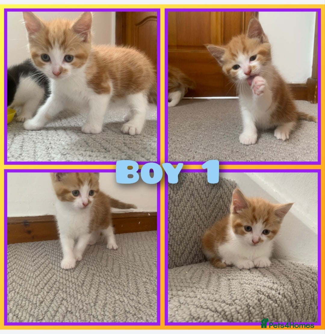 Mixed Breed cats for sale: 5 cute kittens for sale  - Image 7