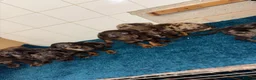 Dachshund dogs for sale: Miniature dachshund - Advert 36