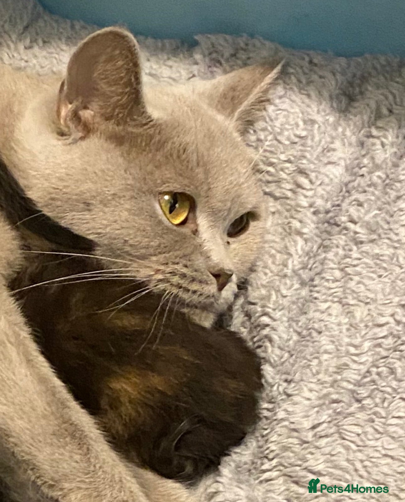 Mixed Breed cats ADORABLE KITTENS READY NOW - Advert 1