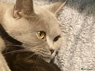 Mixed Breed cats ADORABLE KITTENS READY NOW - Advert 16