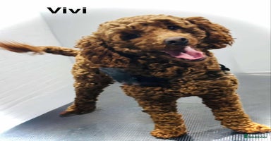 Maltipoo dogs - Advert 15