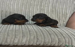 Dachshund dogs for sale: dachshund puppies  - Image 7