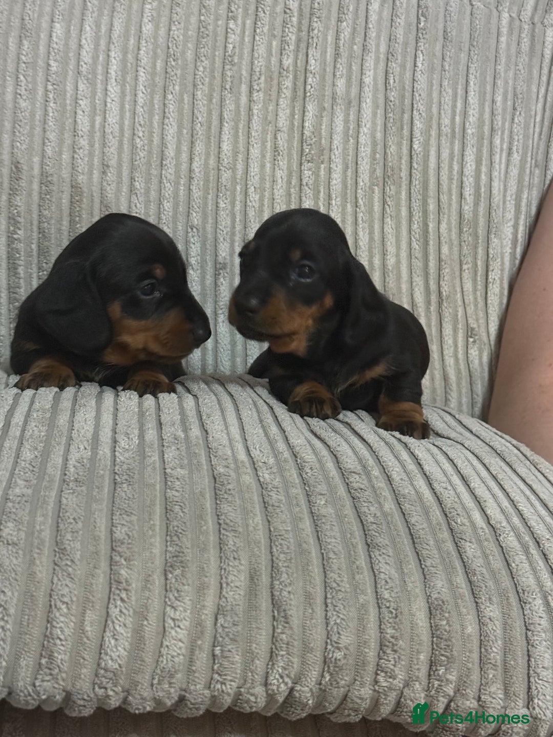 Dachshund dogs for sale: dachshund puppies  - Image 7