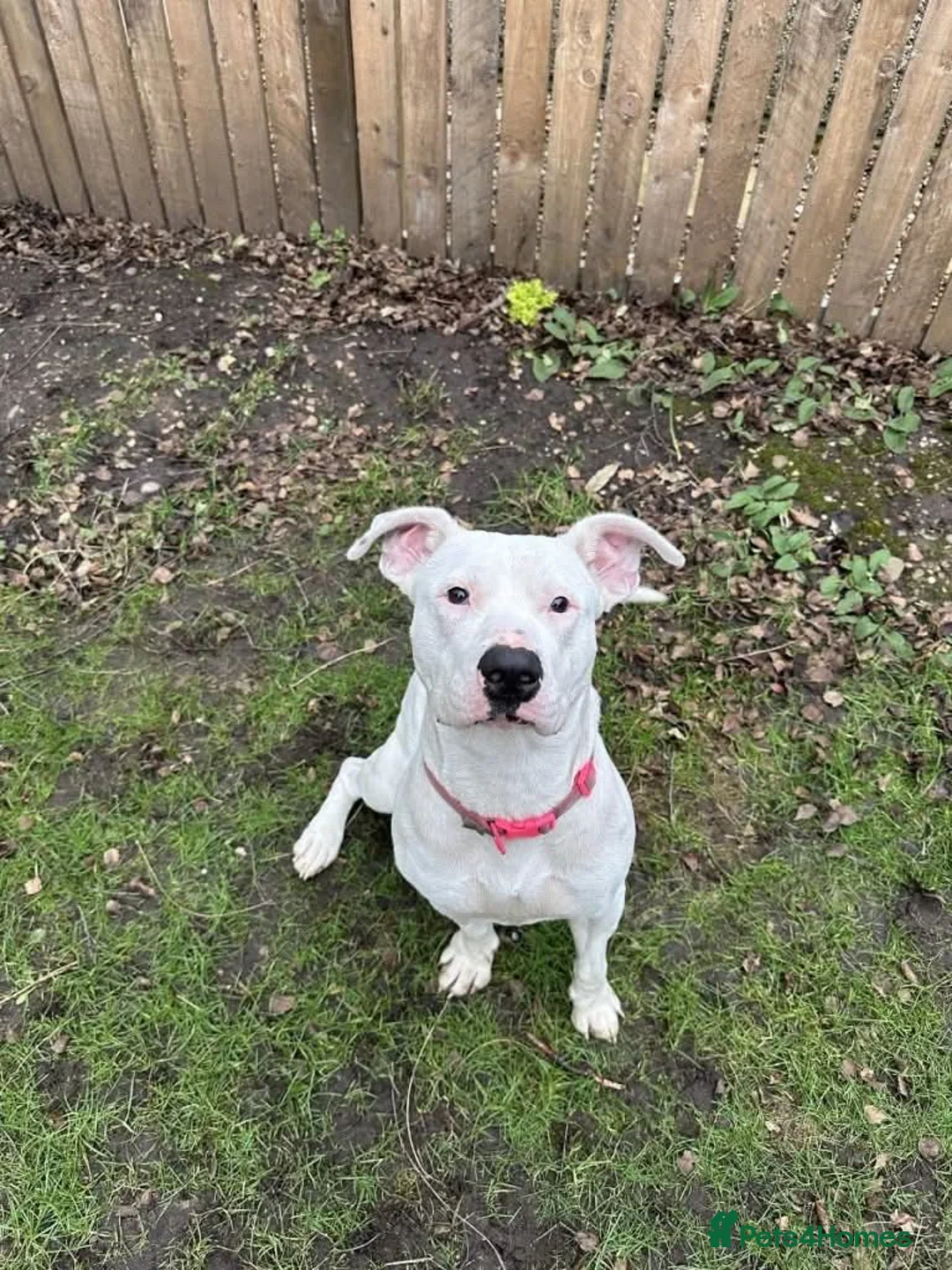 Mixed Breed dogs for adoption: Meet Aria, currently residing in Ormskirk  - Advert 10