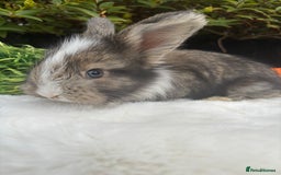 Angora rabbits for sale: Angora bunnies. 20.07.25 8 weeks old   - Image 6